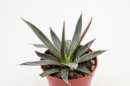 Agave filifera
