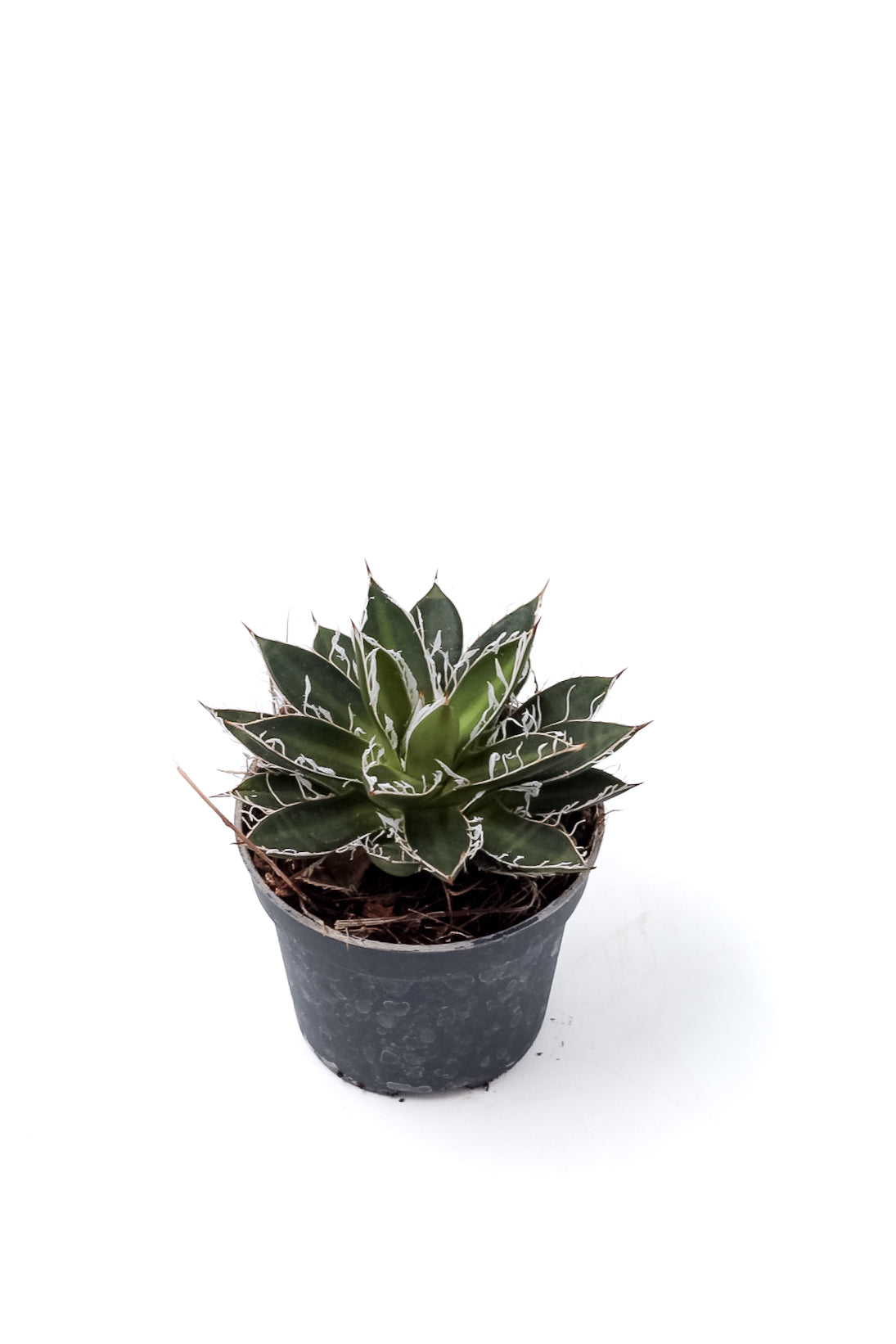 Agave filifera subs. schidigera 'Black Widow'