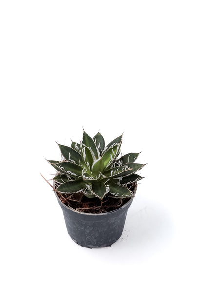 Agave filifera subs. schidigera 'Black Widow'