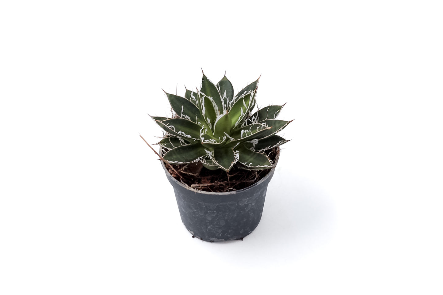 Agave filifera subs. schidigera 'Black Widow'