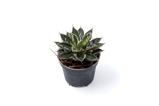 Agave filifera subs. schidigera 'Black Widow'