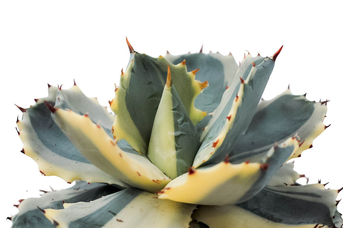 Agave isthmensis Kabutogani extra variegated