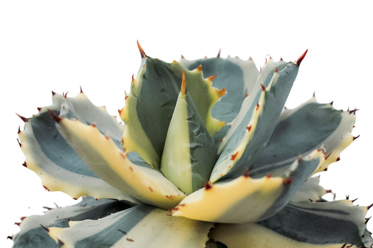Agave isthmensis Kabutogani extra variegated