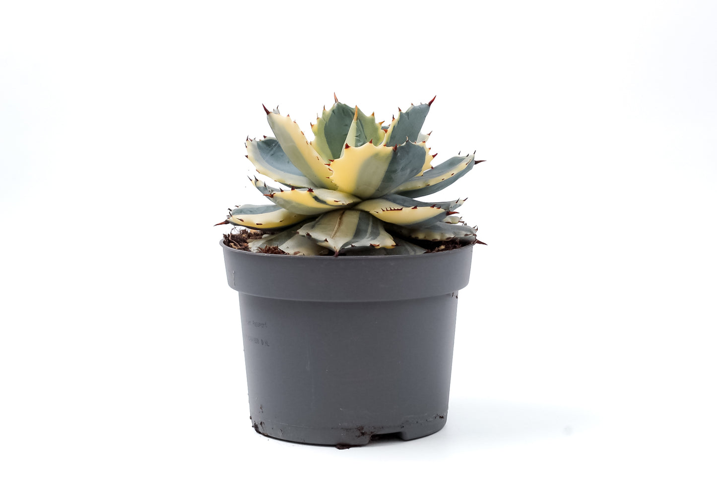 Agave isthmensis Kabutogani extra variegated