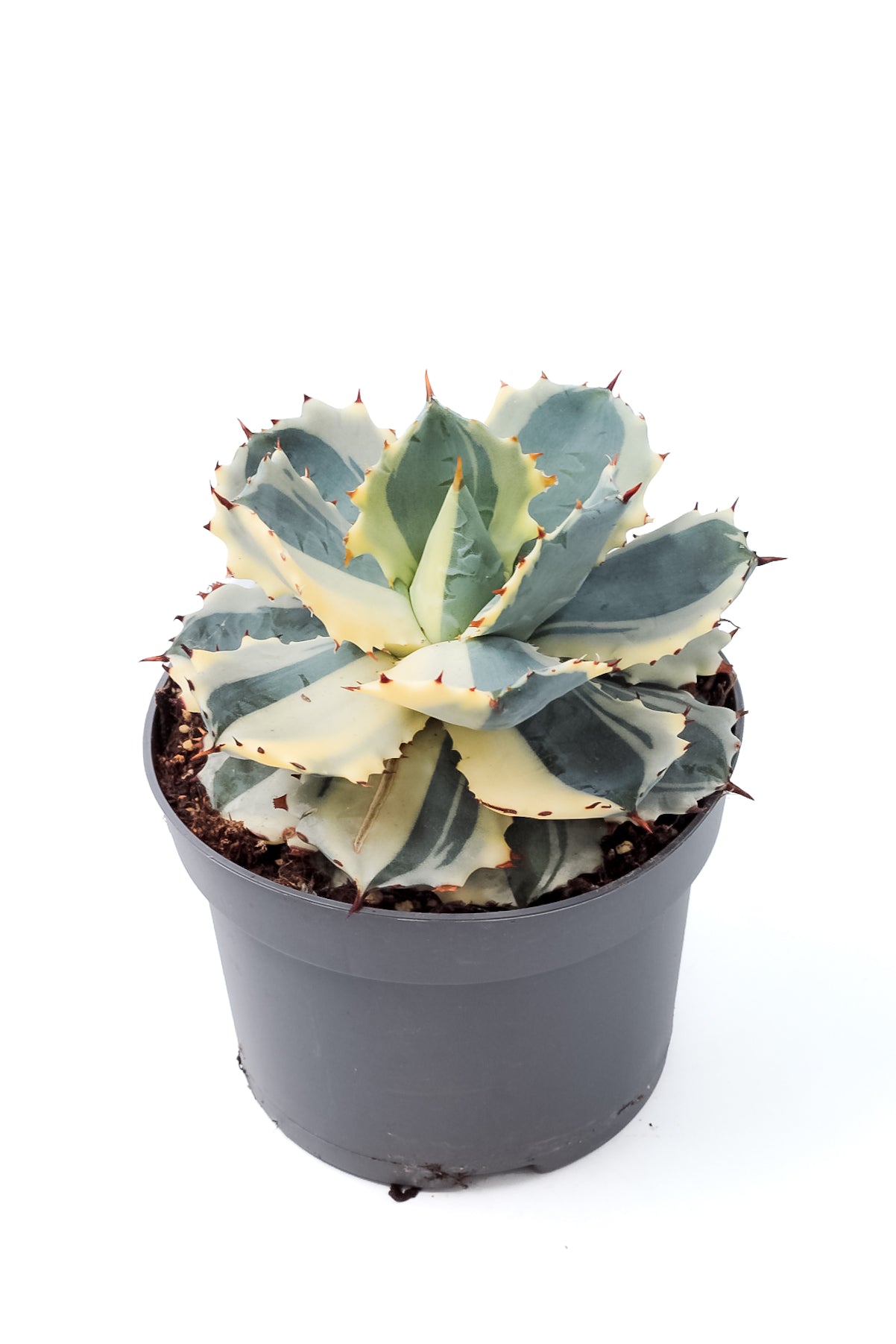 Agave isthmensis Kabutogani extra variegated