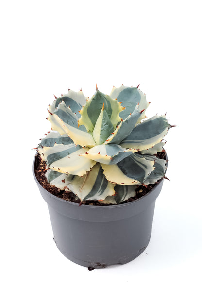 Agave isthmensis Kabutogani extra variegated