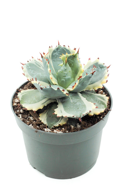 Agave isthmensis Kabutogani variegated