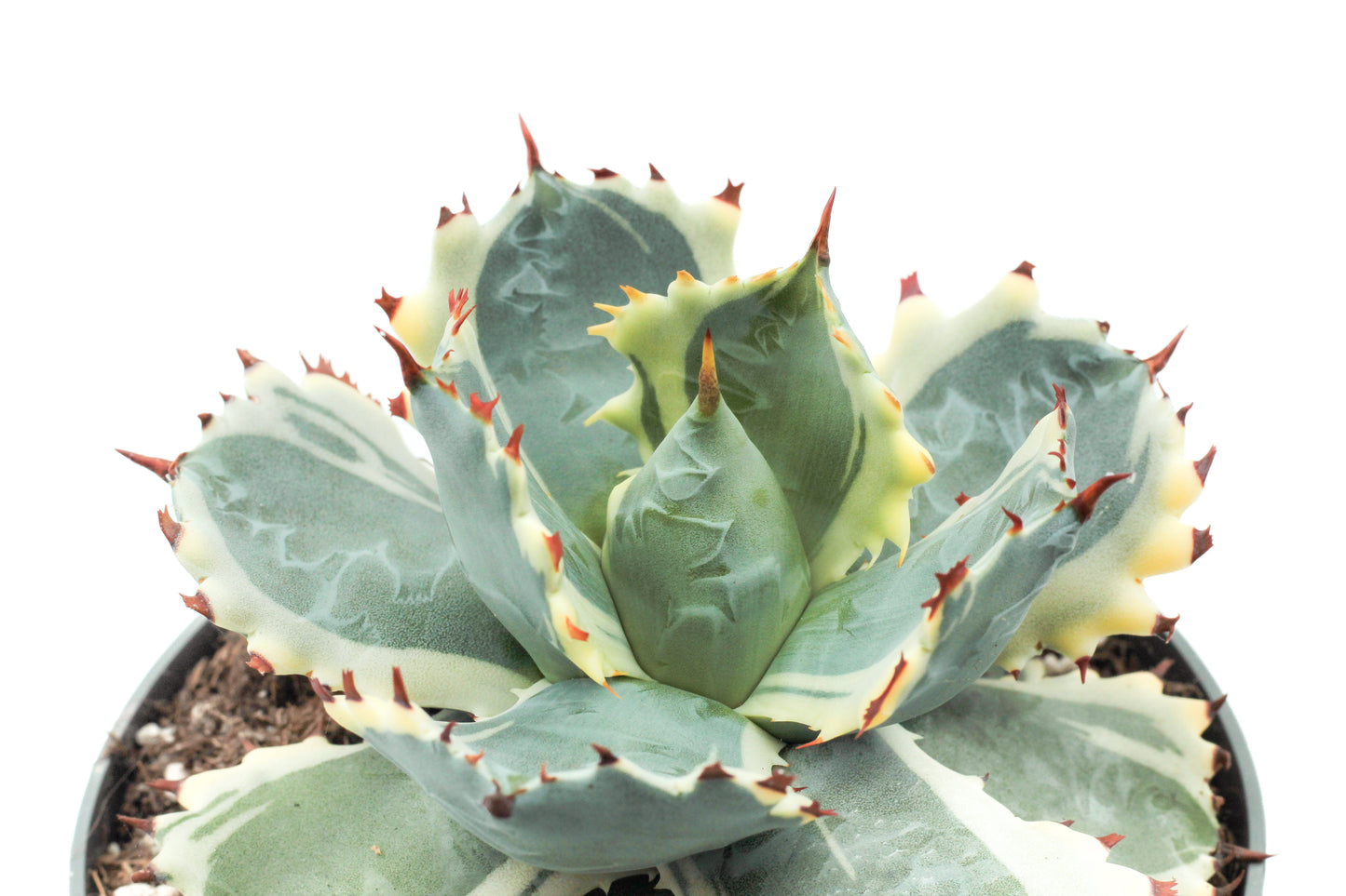 Agave isthmensis Kabutogani variegated