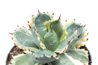 Agave isthmensis Kabutogani variegated