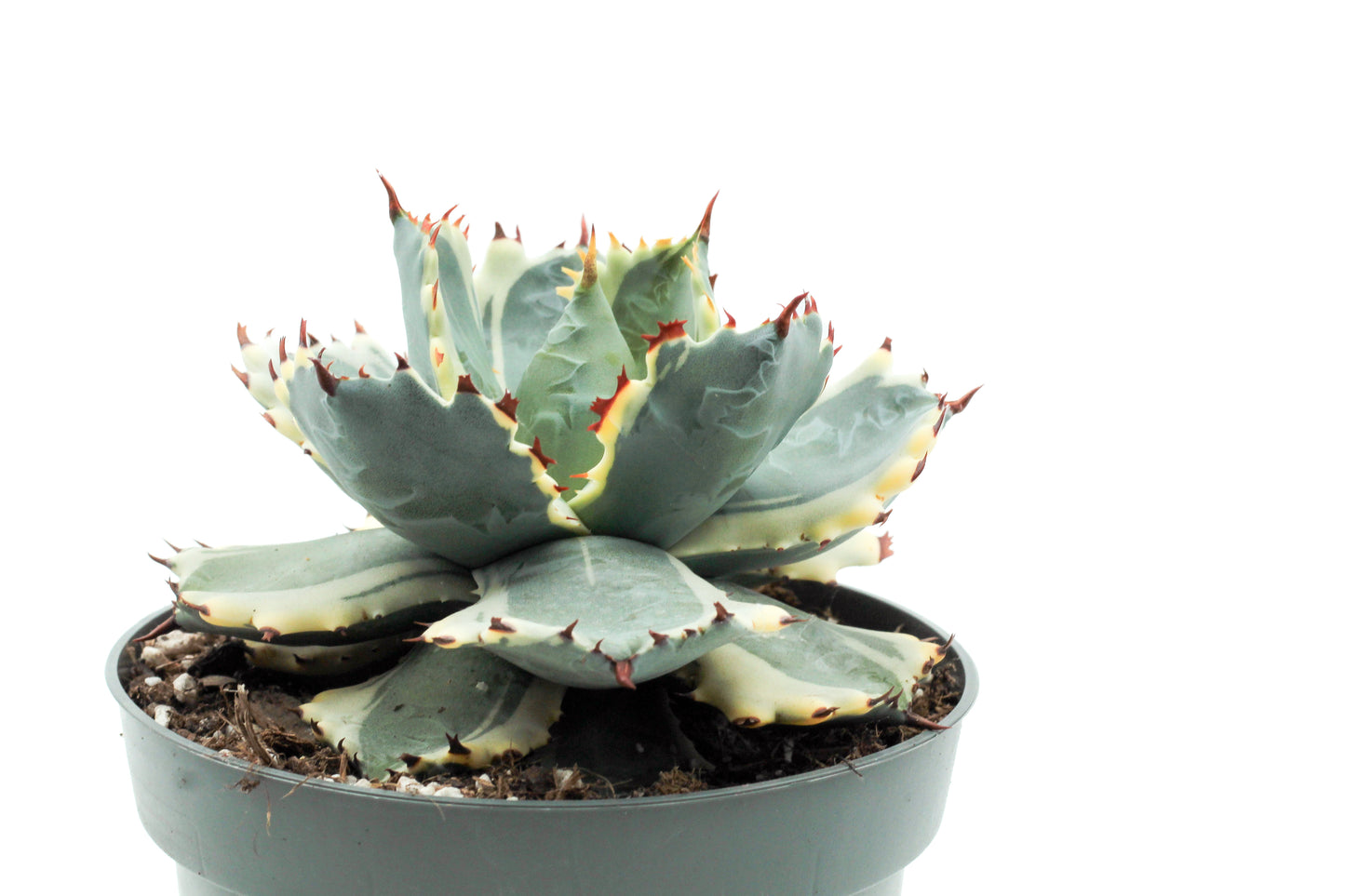 Agave isthmensis Kabutogani variegated
