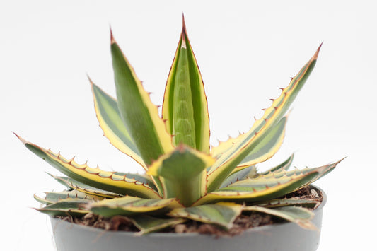 Agave lophantha quadricolor