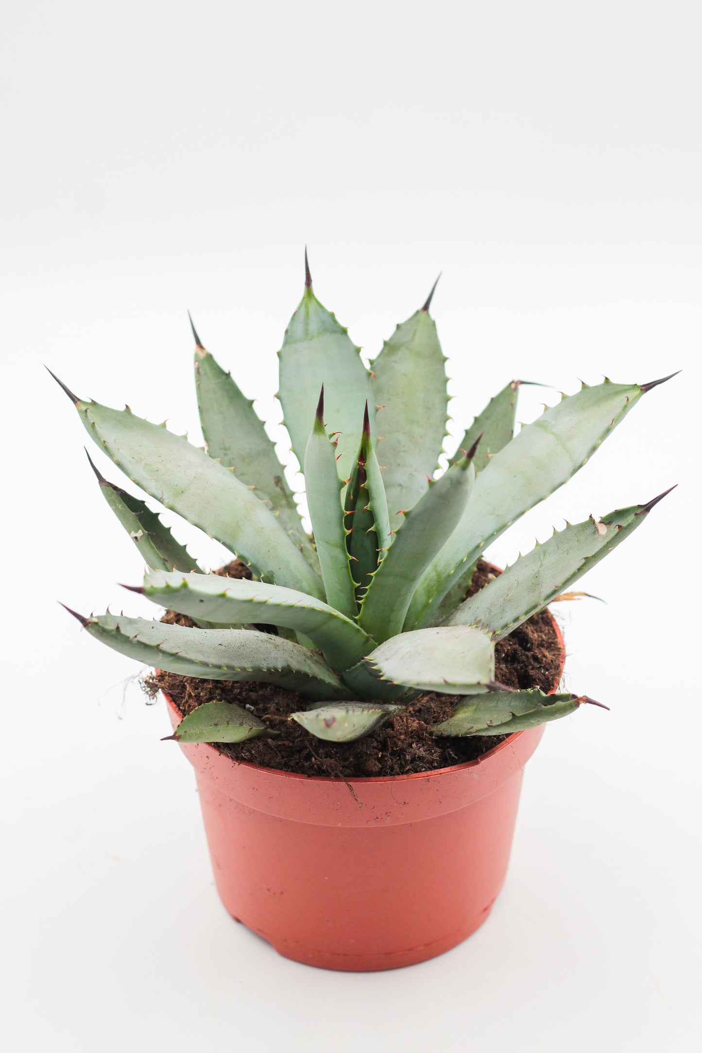 Agave macroacantha