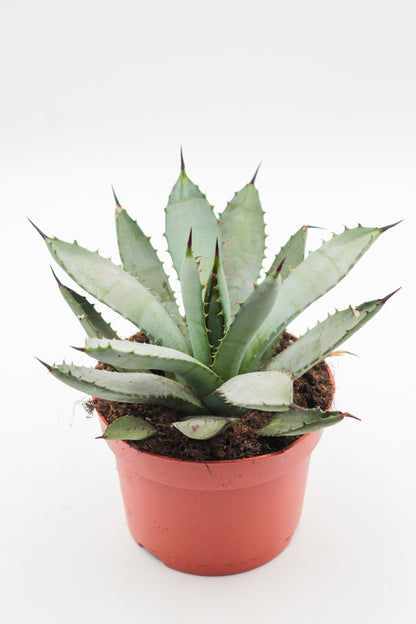 Agave macroacantha