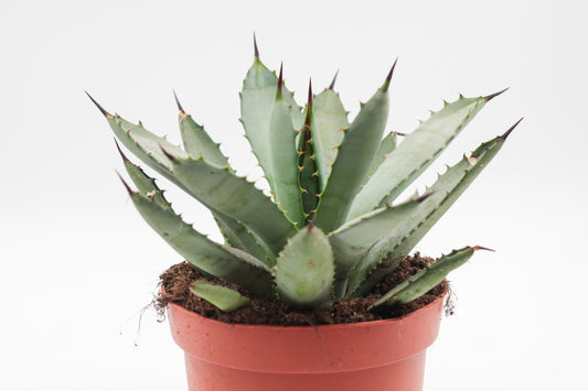 Agave macroacantha