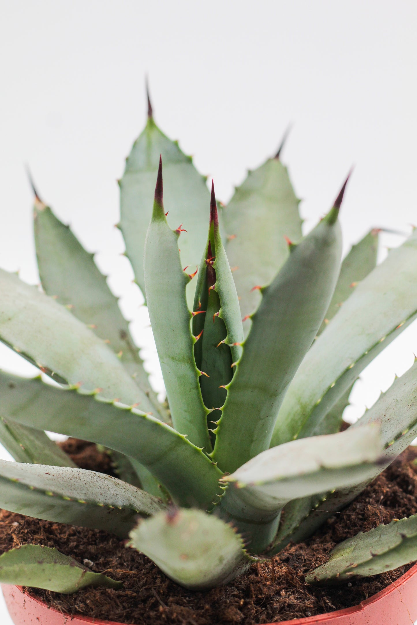 Agave macroacantha