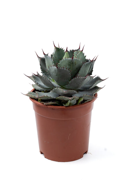Agave parrasana