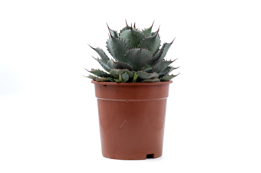 Agave parrasana