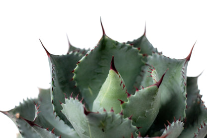 Agave parrasana