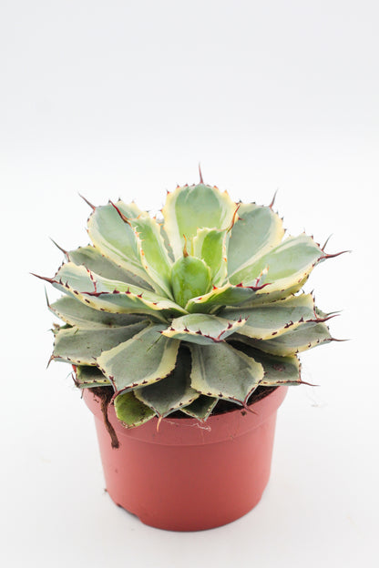 Agave potatorum ''Kichijokan''