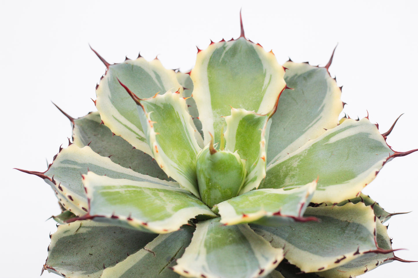 Agave potatorum ''Kichijokan''