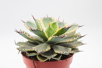 Agave potatorum ''Kichijokan''