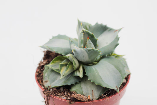 Agave potatorum cv. Ouhi-Raijin variegata