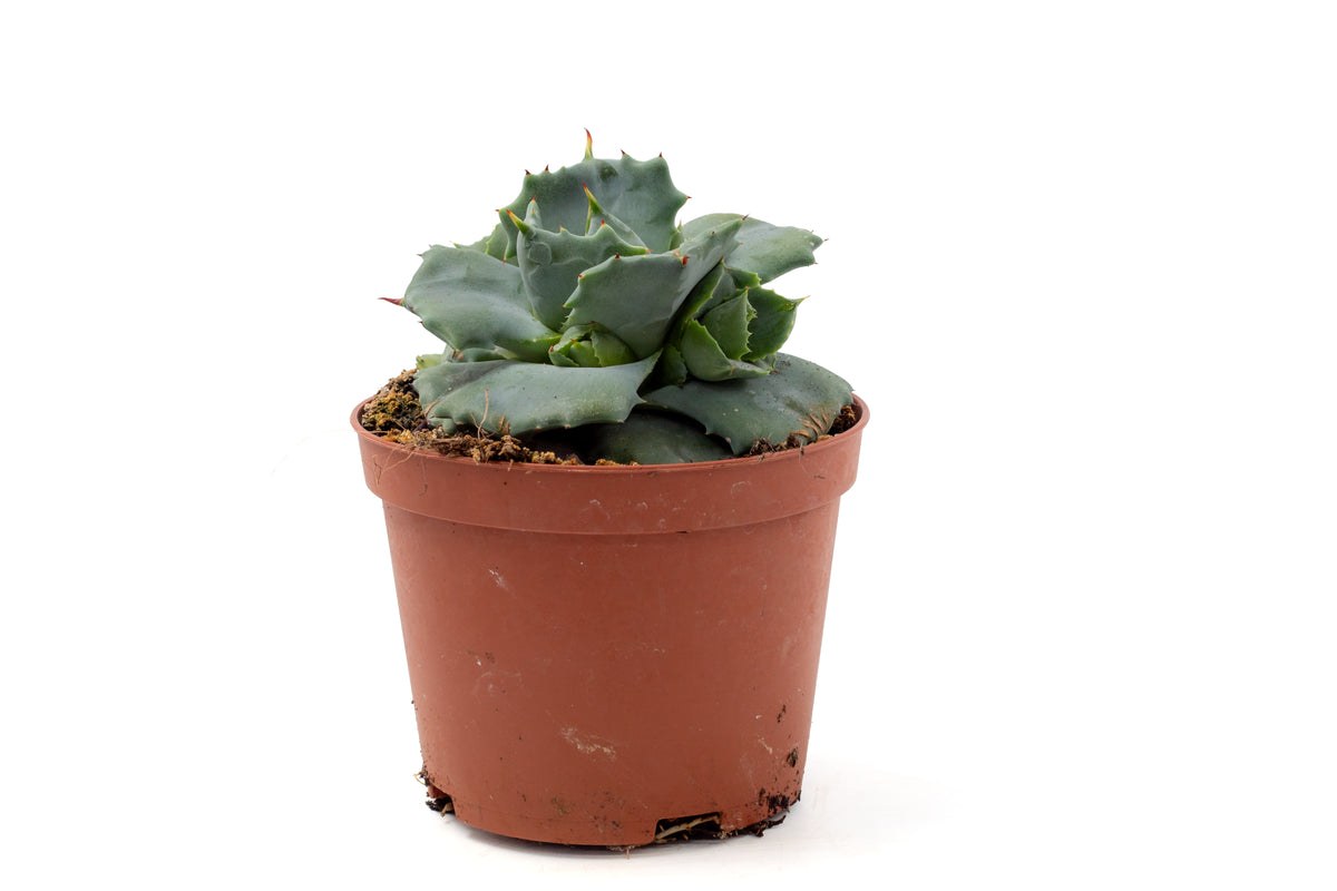 Agave potatorum cv. Shoji Raijin