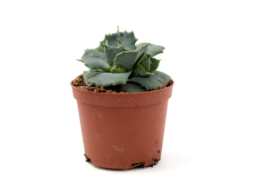 Agave potatorum cv. Shoji-Raijin