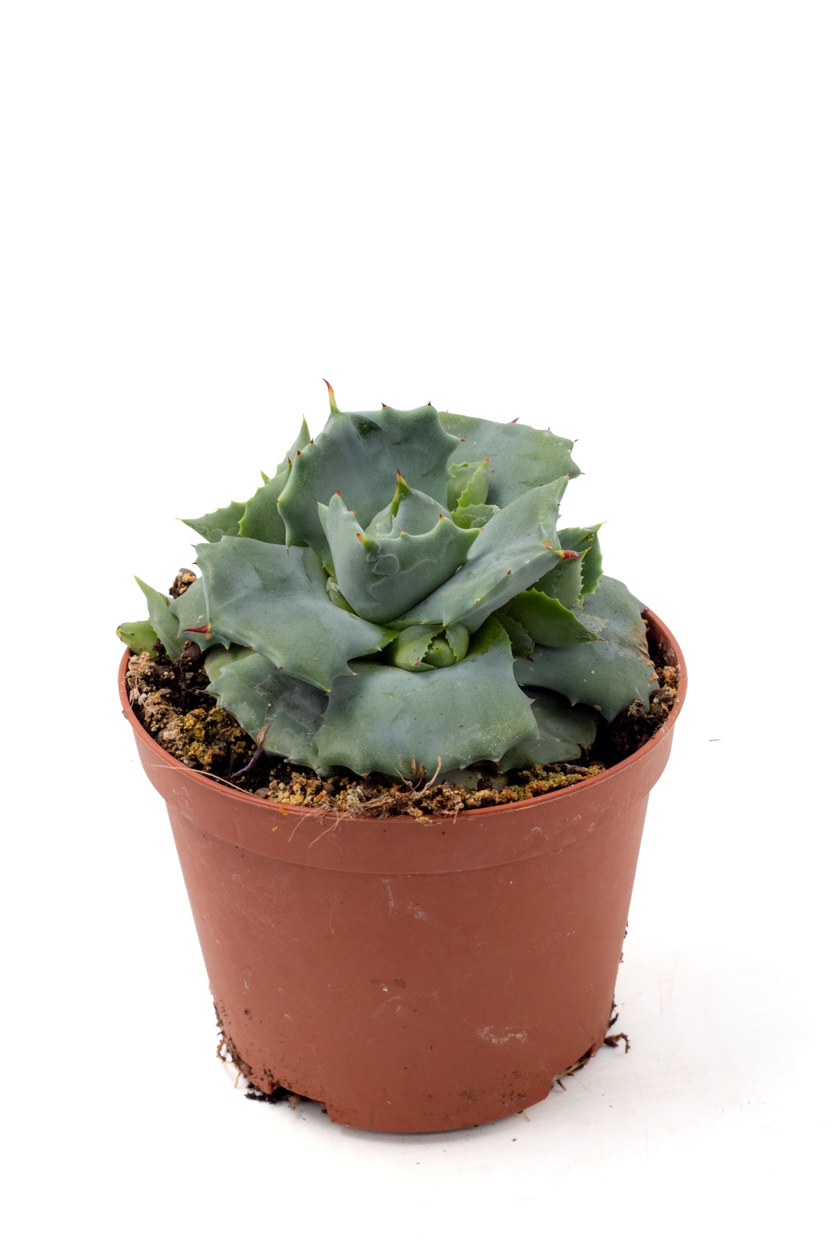 Agave potatorum cv. Shoji Raijin
