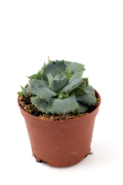 Agave potatorum cv. Shoji Raijin