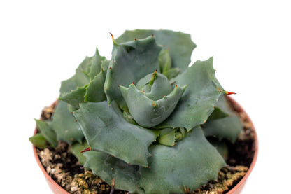 Agave potatorum cv. Shoji Raijin