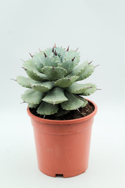 Agave potatorum groot