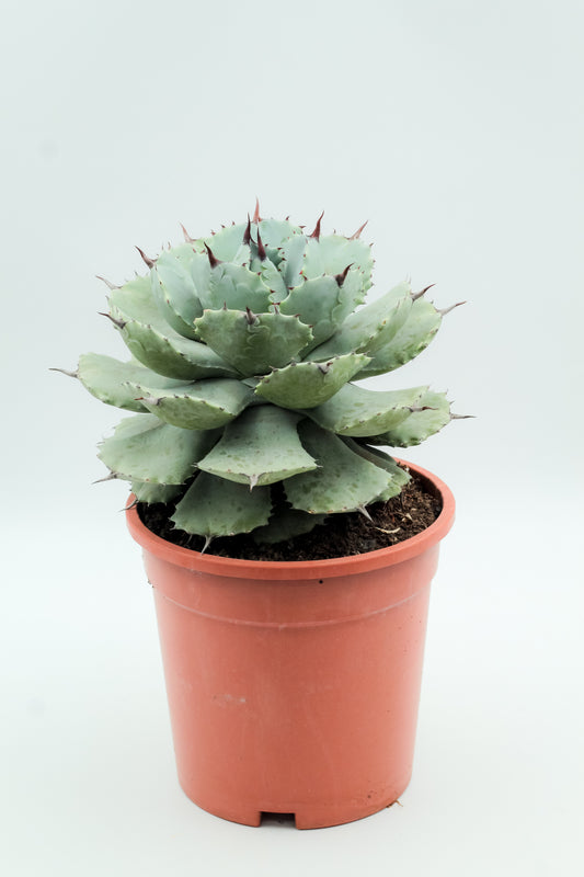 Agave potatorum groot