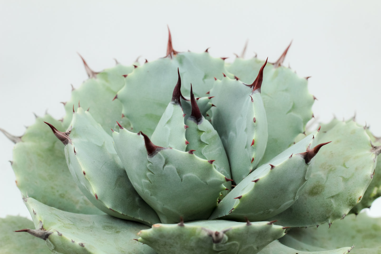Agave potatorum groot