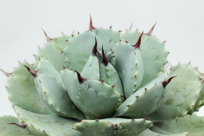 Agave potatorum groot