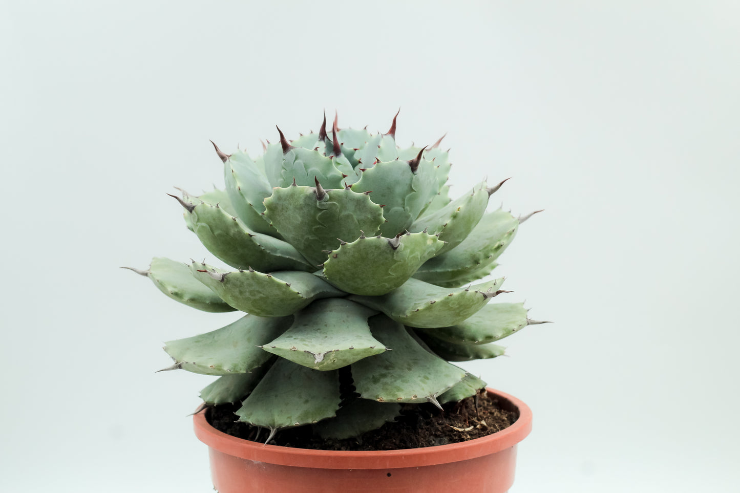 Agave potatorum groot