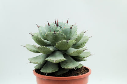 Agave potatorum groot