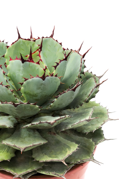 Agave potatorum variegata