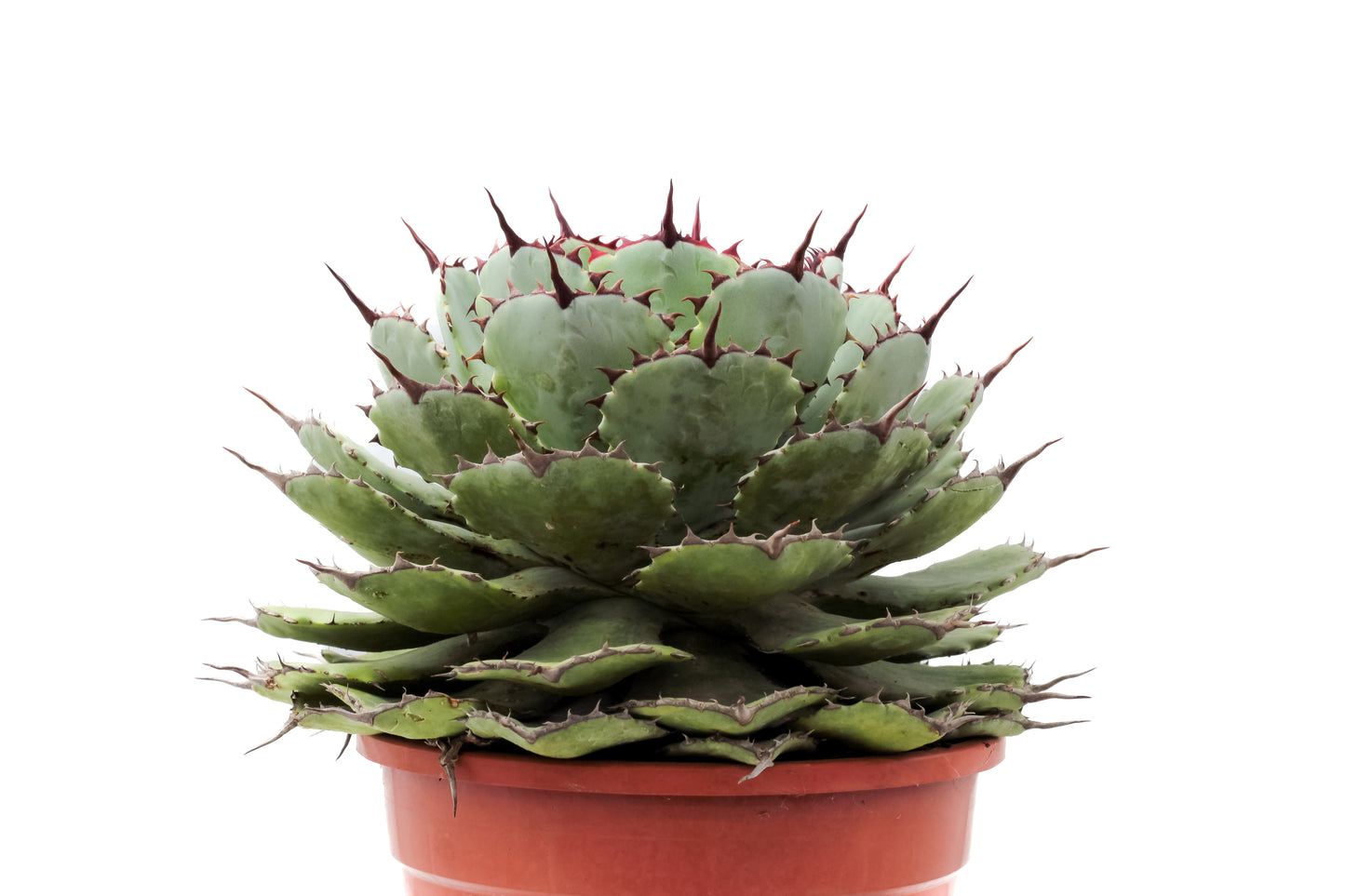 Agave potatorum variegata