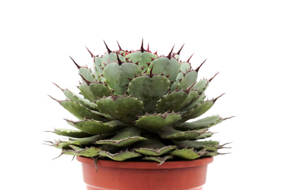 Agave potatorum variegata