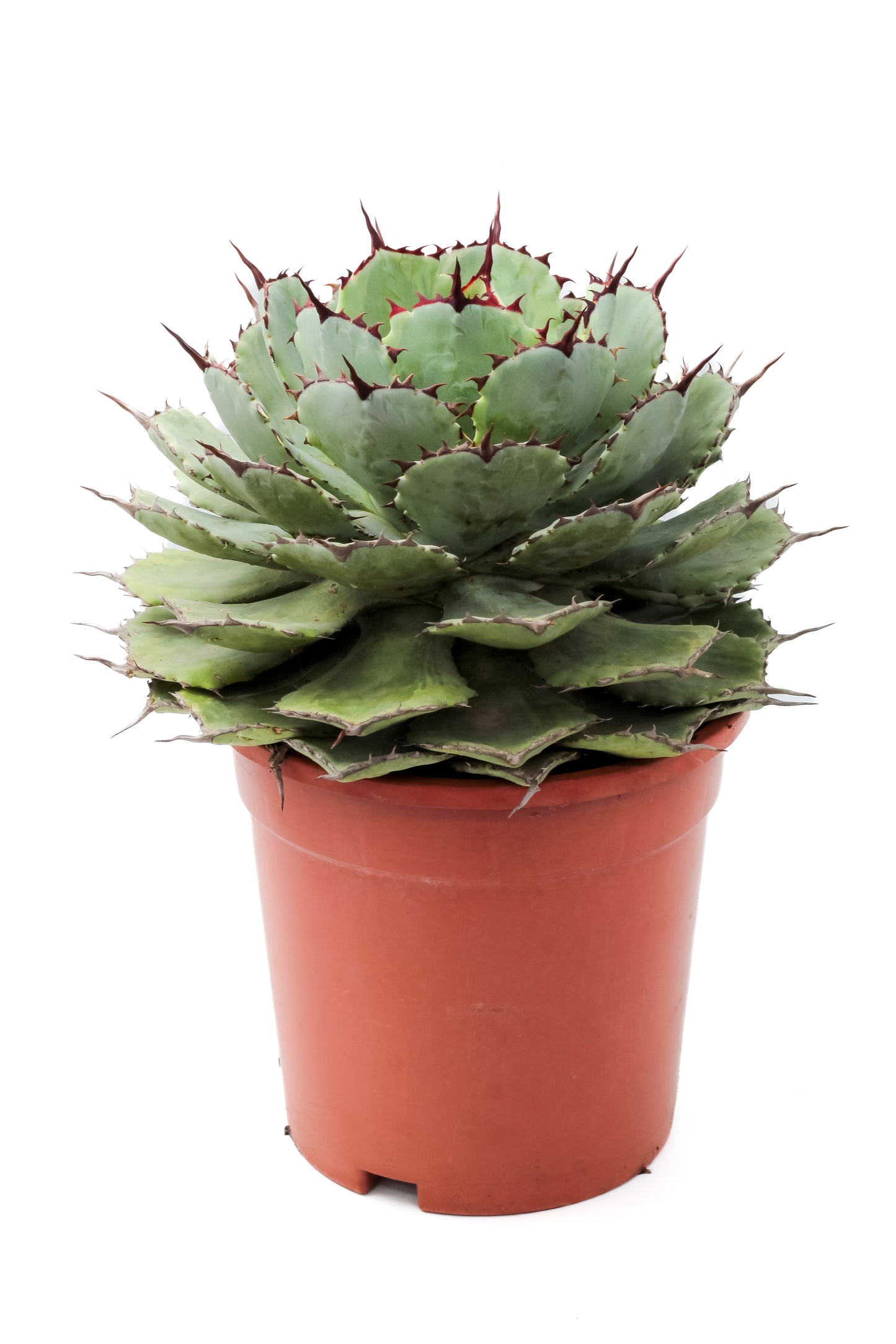 Agave potatorum variegata