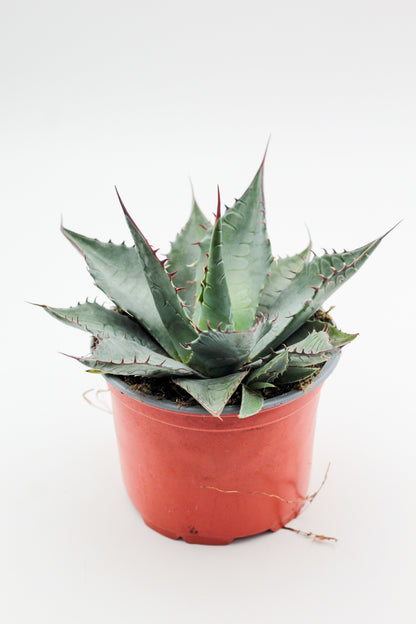 Agave salmiana var. ferox