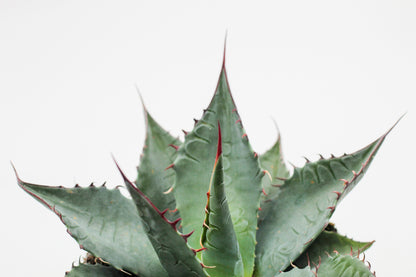 Agave salmiana var. ferox