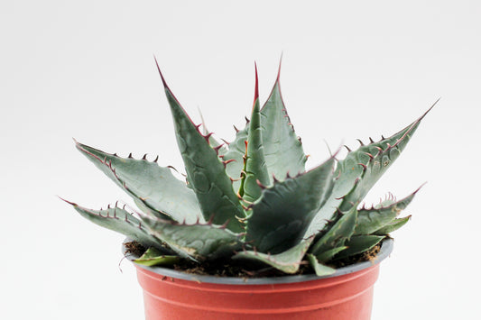 Agave salmiana var. ferox