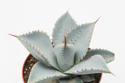 Agave seemanniana subs. pygmaea