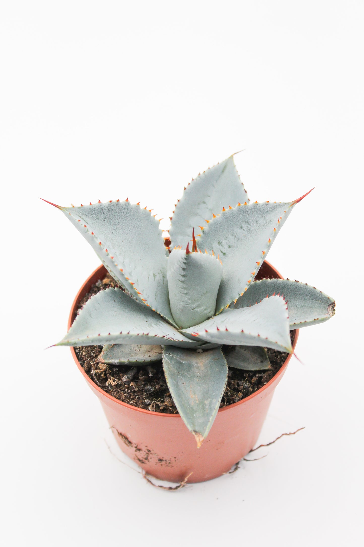 Agave seemanniana subs. pygmaea
