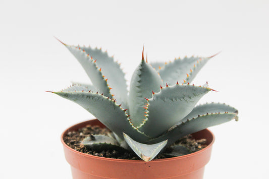 Agave seemanniana subs. pygmaea