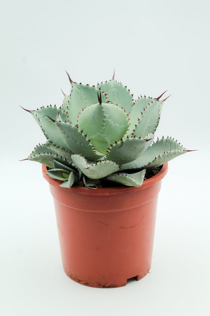 Agave seemanniana subs. pygmaea large