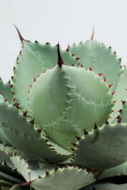 Agave seemanniana subs. pygmaea large