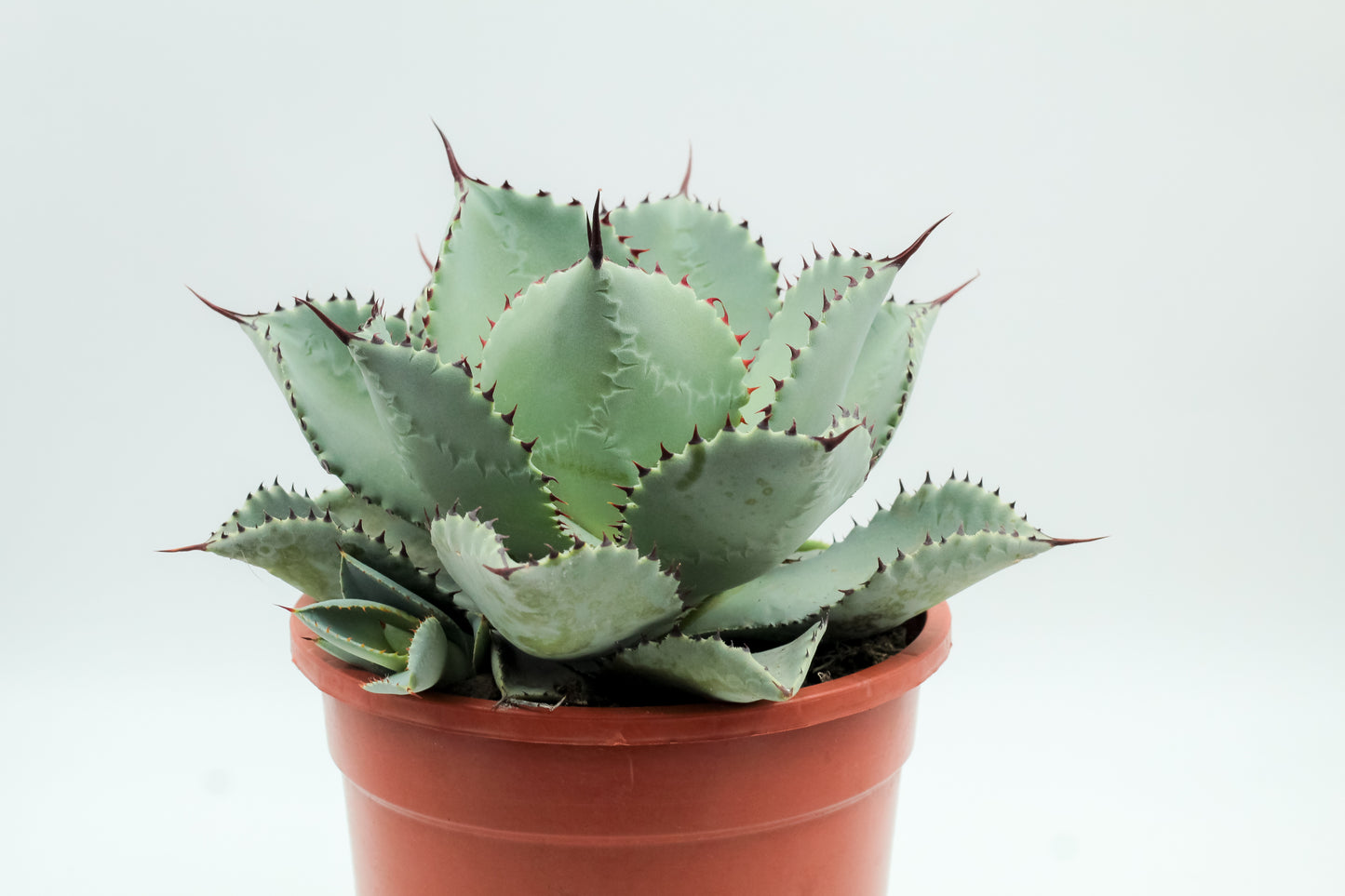 Agave seemanniana subs. pygmaea large